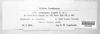 Uromyces lupini image